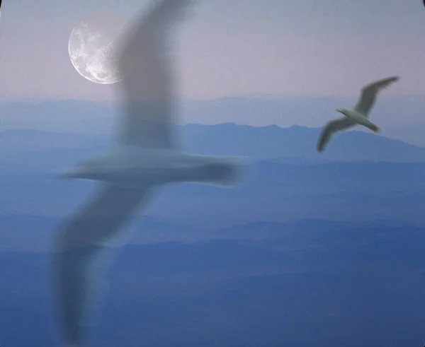 Vögel Fliegen Den Himmel — Stockfoto