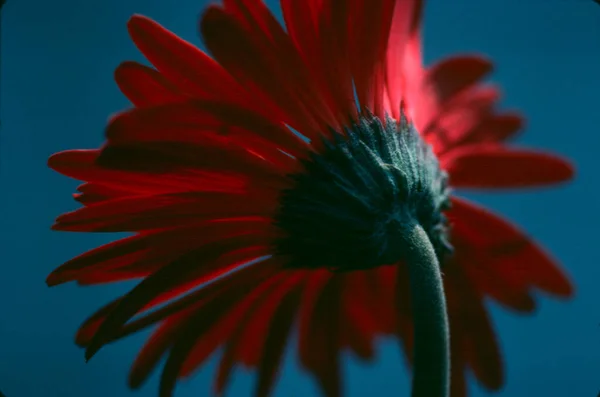 Close Gerbera Flower Natural Wallpaper — Stock Photo, Image