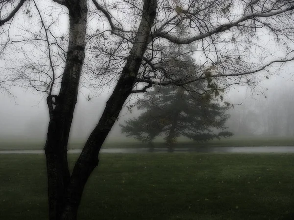 Trees Green Field Fog Mist Dew — Stock Photo, Image