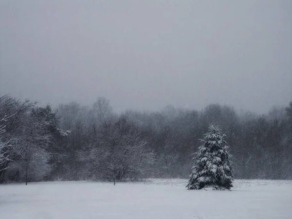 Sapin Aux Arbres Enneigés Par Une Froide Journée Hiver — Photo