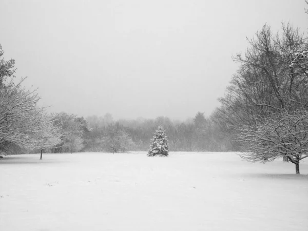 Arbres Couverts Neige Dans Parc — Photo