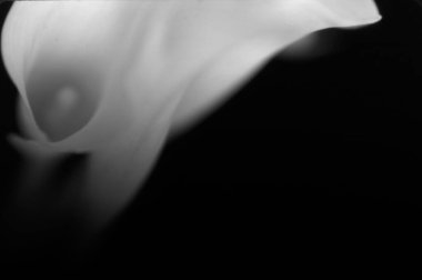 Güzel kalla çiçeği. Görüntü siyah beyaz.