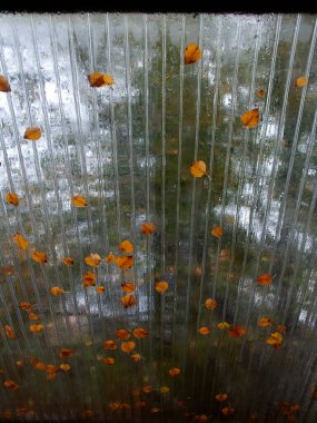 Cam çatıda düşen sonbahar yaprakları. Arka plan bulanık. Camdan çatıya bak.