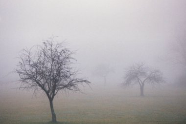 Sis, sis ve çiy arasında ağaçlar.