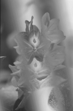 Çiçek siluetleriyle soyut arkaplan