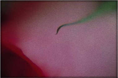 Güzel gül çiçeğinin yakın çekimi