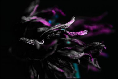 Siyah arka planda güzel çiçekler