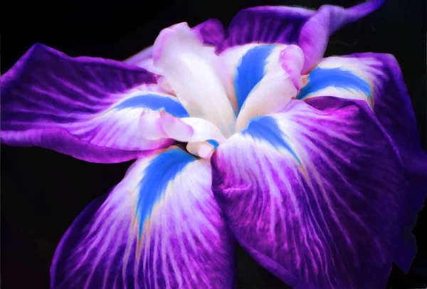 Fioletowy Tęczówka Kwiat Zbliżenie Obraz — Zdjęcie stockowe