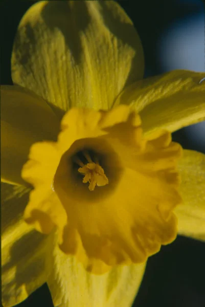 Mooie Narcis Botanische Shot Natuurlijk Behang — Stockfoto