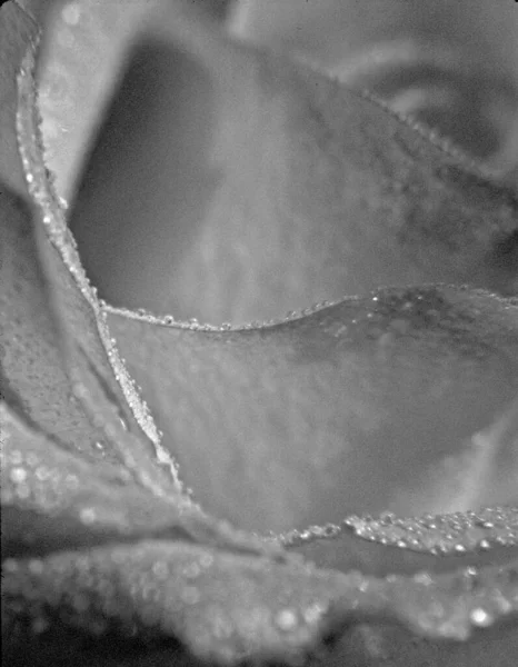 Vágott Kilátás Rózsa Virág Szirmok — Stock Fotó