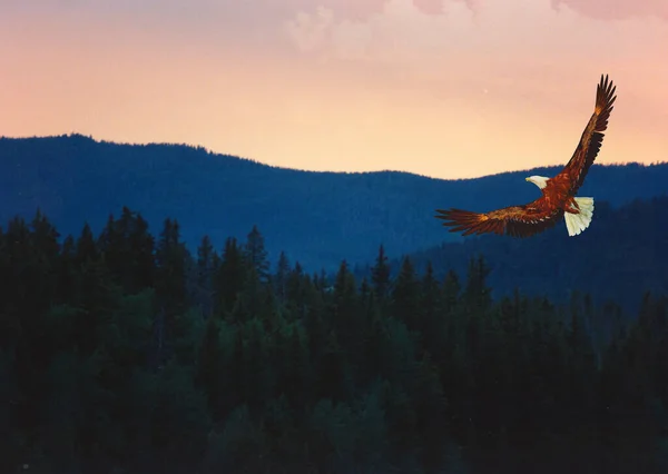 Silhouettes Beautiful Outdoor Background Night Sky — Fotografia de Stock