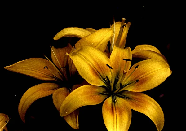 Красиві Квіти Лілії Квітковий Фон Акварельна Ілюстрація — стокове фото