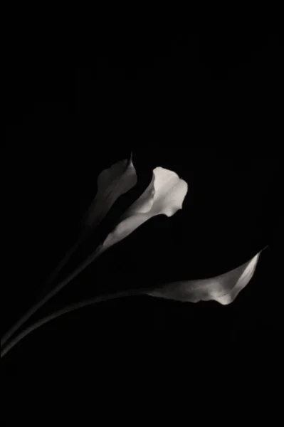 Foto Bianco Nero Bel Fiore — Foto Stock