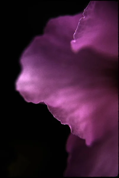 Purple Rose Petals Close View — Stockfoto