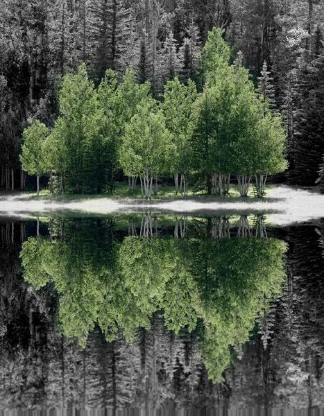 Wunderschöne Landschaft Mit Bäumen Und Wald — Stockfoto