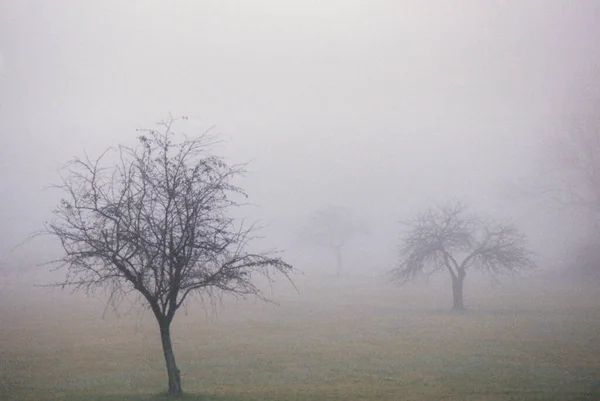 Árboles Medio Niebla Niebla Rocío —  Fotos de Stock