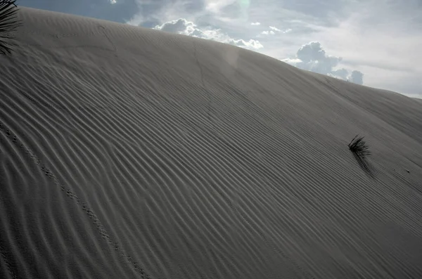 Vegetación Desierto Arena Blanca — Foto de Stock