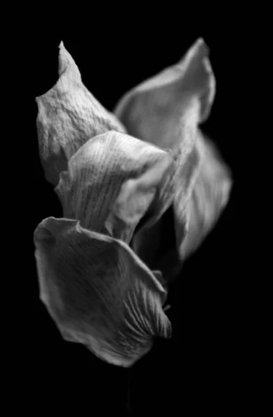 美しいダフォディ植物撮影 自然壁紙 — ストック写真