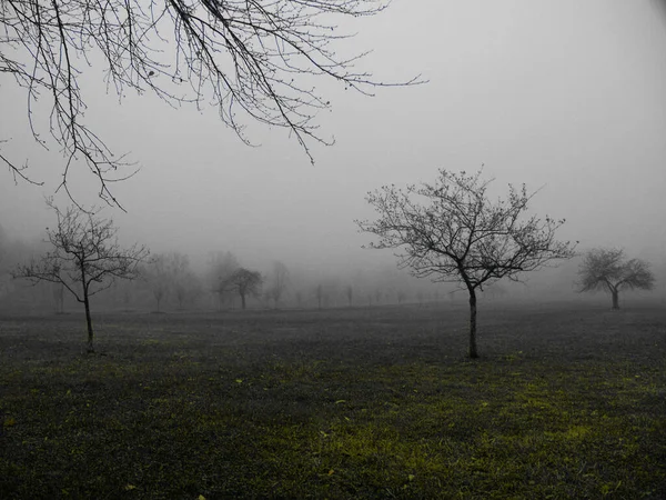 Trees Green Field Fog Mist Dew — Stock Photo, Image