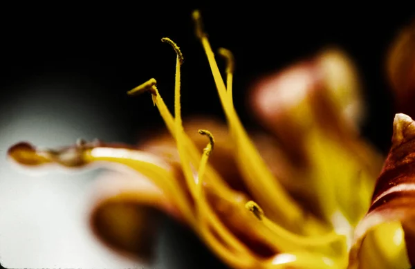 Nahaufnahme Einer Gelben Und Schwarzen Sonnenblume — Stockfoto