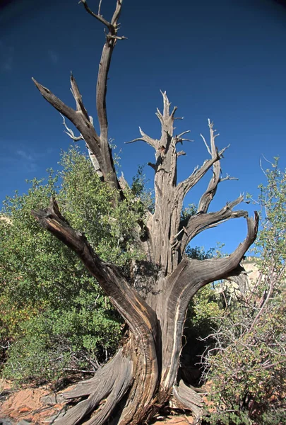 Árvore Seca Com Ramos Nus Paisagem Natureza — Fotografia de Stock