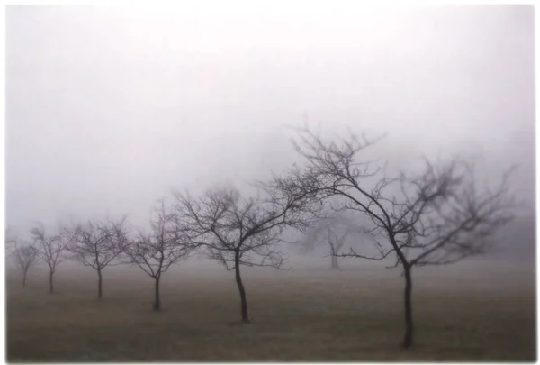 Trees Fog Mist Dew — Stock Photo, Image