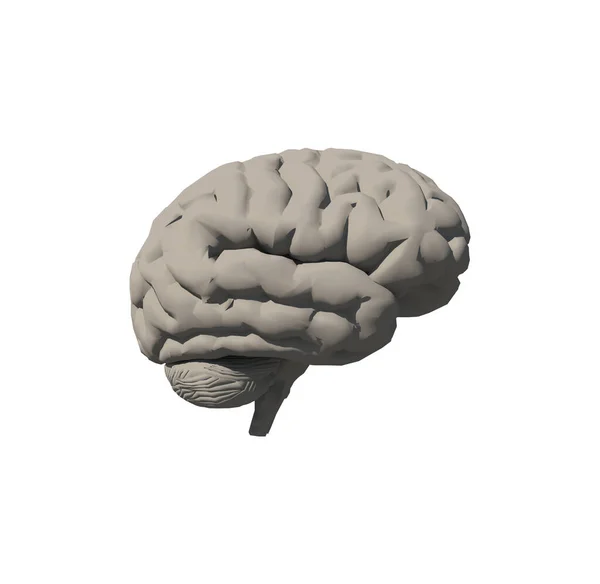 3D人脑 计算机图形学图解 — 图库照片