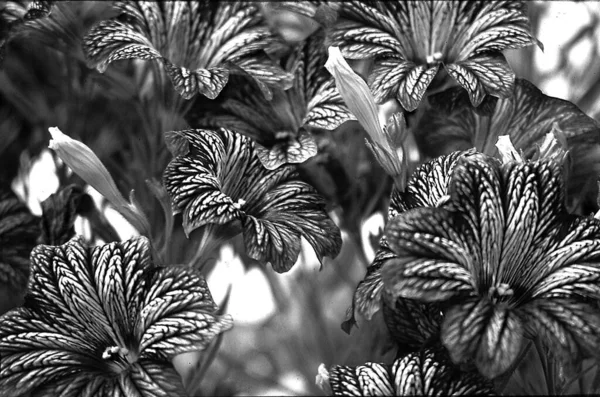 Beautiful Flowers Closeup Image Black White — Stock Photo, Image