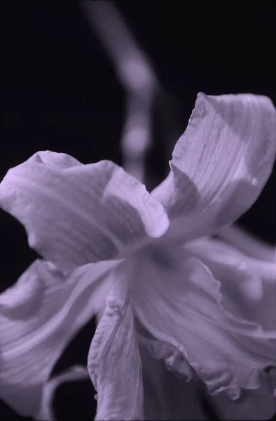 Vista Cerca Hermosa Flor Lirio — Foto de Stock