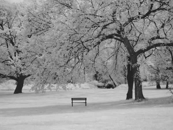 Trees Beautiful Landscape — Stockfoto