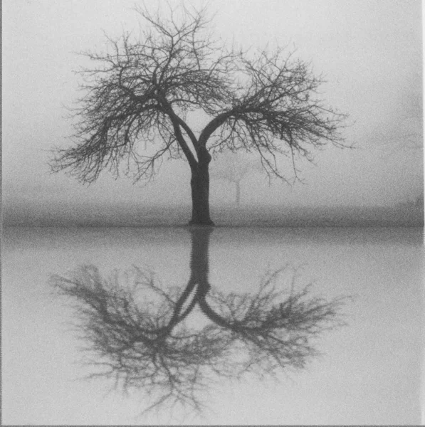 Μοναχικό Δέντρο Ομιχλώδες Τοπίο Αντανάκλαση Στην Επιφάνεια Του Νερού Απόδοση — Φωτογραφία Αρχείου