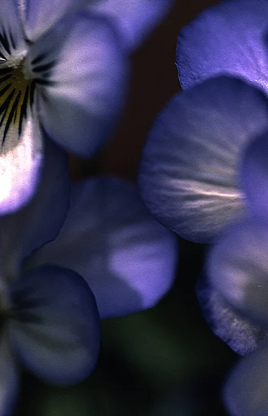 Schöne Botanische Aufnahme Natürliche Tapete — Stockfoto