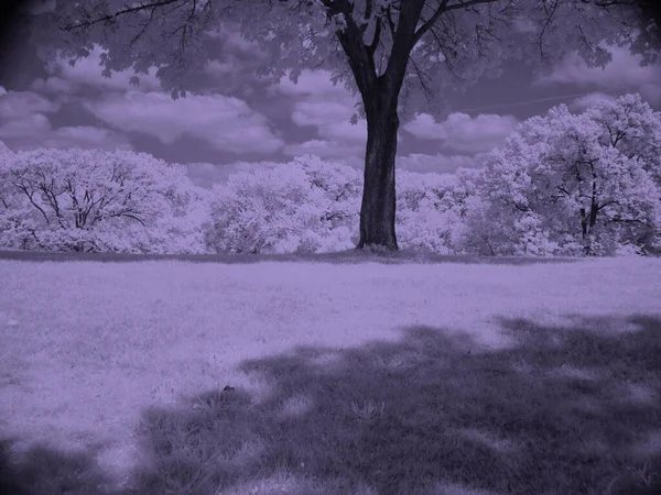 Einsamer Baum Schöner Landschaft — Stockfoto