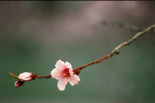 Vue Recadrée Belles Fleurs Printanières Fleurs Sur Branche — Photo