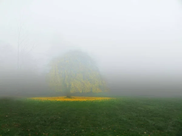 Arbre Dans Champ Vert Dans Brouillard Brume Rosée — Photo