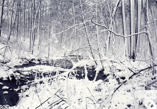 Winter Forest Snow Covered Trees — Stock Photo, Image