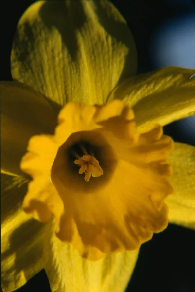 Krásný Narcisový Botanický Záběr Přírodní Tapety — Stock fotografie