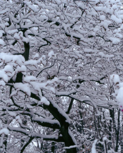 Arbres Couverts Neige Dans Forêt — Photo