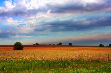 Buğday tarlası ve bulutlu gökyüzü olan güzel bir manzara.