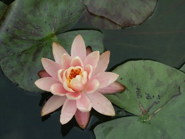 Pembe su zambağı gölette yüzer.