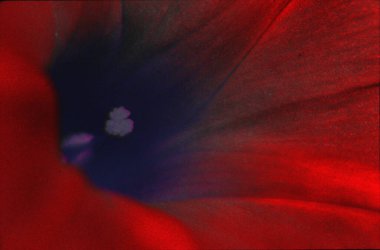 Eski bir lale çiçeğinin yakın çekimi.