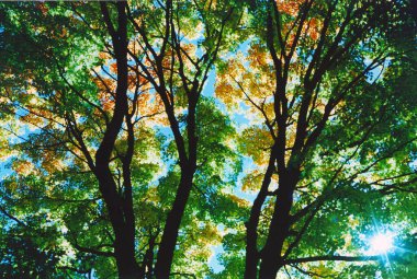 Sabah ormanın güzel manzarası