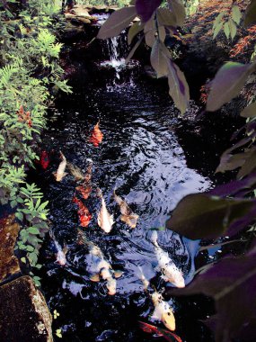 Güzel şelale balıklarla dolu gölette 