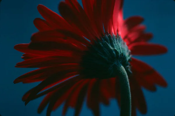 Margarida Vermelha Por Trás Fundo Azul — Fotografia de Stock