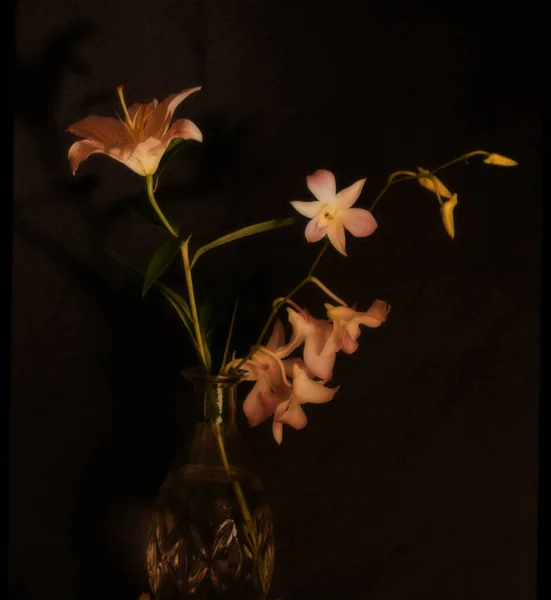 Różowe Lilie Wazonie — Zdjęcie stockowe
