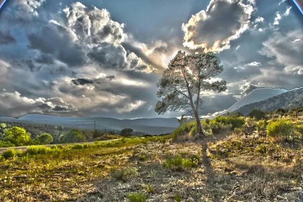 Arbre Dans Paysage Rural Belle Scène Nature — Photo