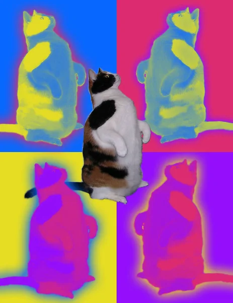แมวในร ปของส — ภาพถ่ายสต็อก