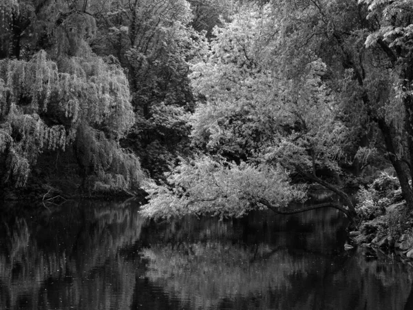 树和湖 水面上的反射 黑白照片 — 图库照片