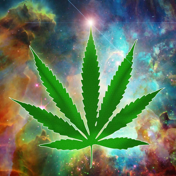 Planta Maconha Com Folha Cannabis Erva Verde — Fotografia de Stock