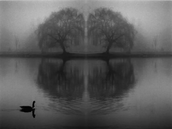 Simétrica Silhueta Lago Com Árvores Reflexão — Fotografia de Stock